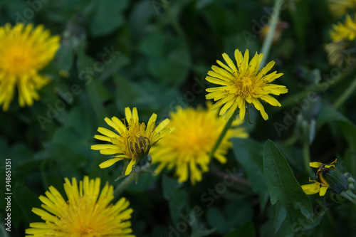 on the meadow in the green young grass blooming bright yellow dandelions background