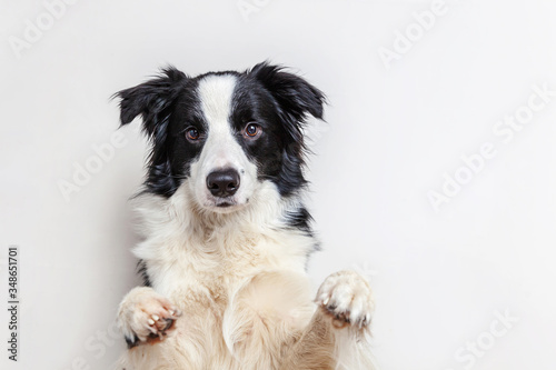 Funny studio portrait of cute smiling puppy dog border collie isolated on white background. New lovely member of family little dog gazing and waiting for reward. Funny pets animals life concept. © Юлия Завалишина