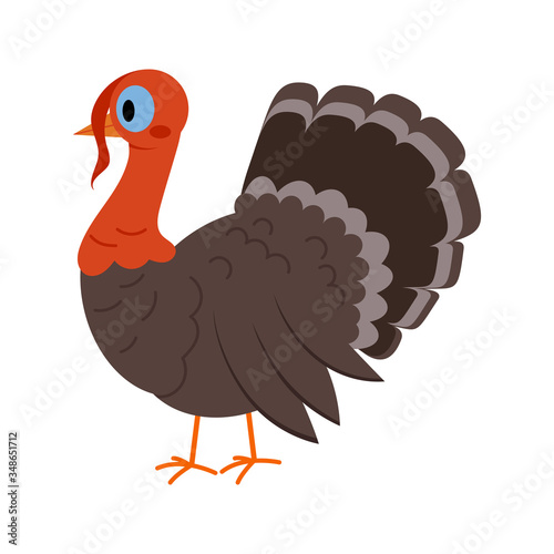 Turkey bird isolated on white background. ,
