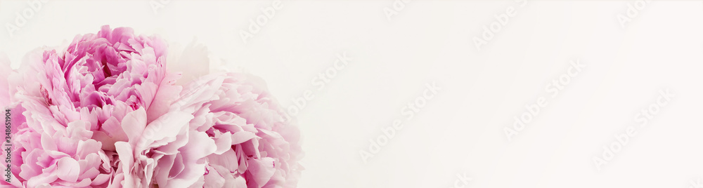 closeup of a bunch of peonies against a cream colored background - feminine delicate website / blog header or banner with copyspace - modern design element
