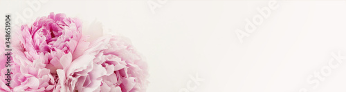 closeup of a bunch of peonies against a cream colored background - feminine delicate website / blog header or banner with copyspace - modern design element
