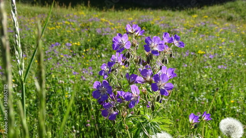 Wiesen-Storchenschnabel