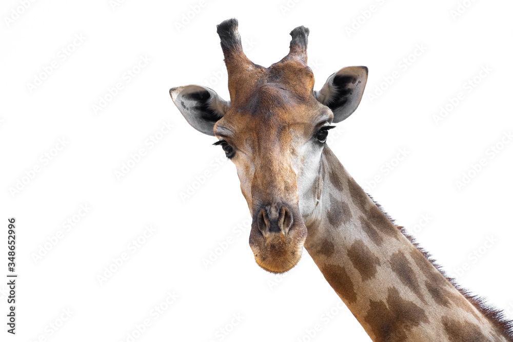Naklejka premium Giraffe