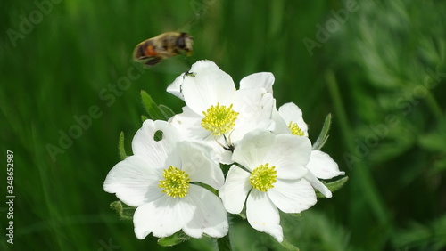 Windröschen mit Insekt