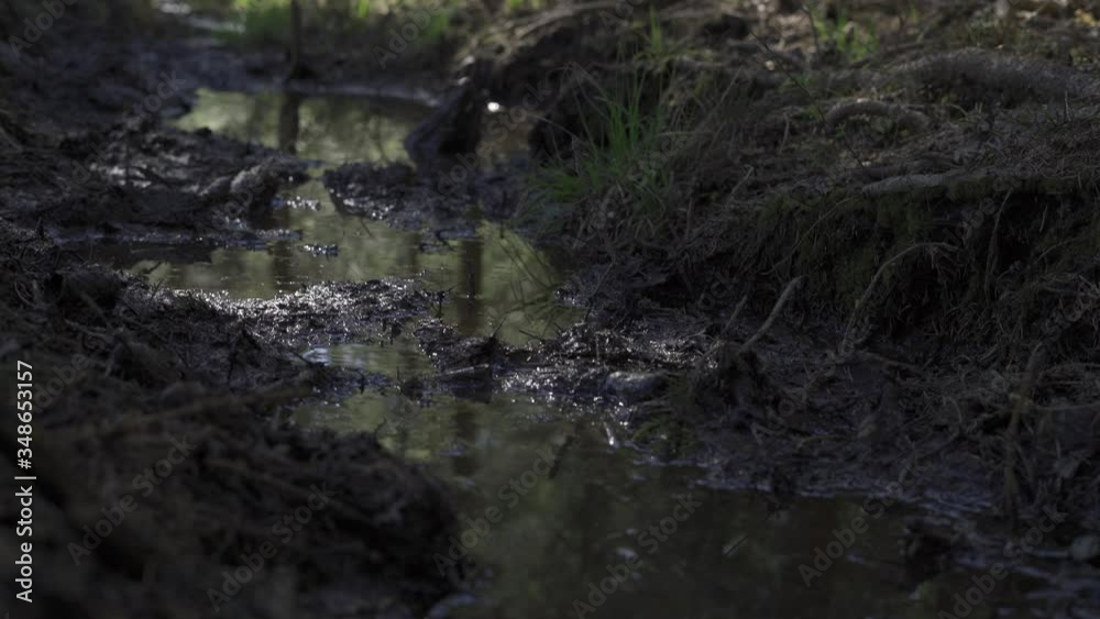 Mud pond in the forest, used by wild animals to cool down an get ride of the parasites. Sunny summer day in the woods, Poland. Mud pond in the forest, used by wild animals to cool down an get ride of the parasites. Sunny summer day in the woods, Poland.