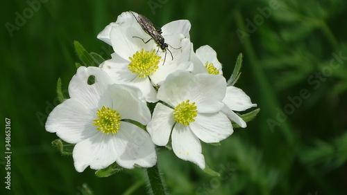 Windröschen mit Insekt