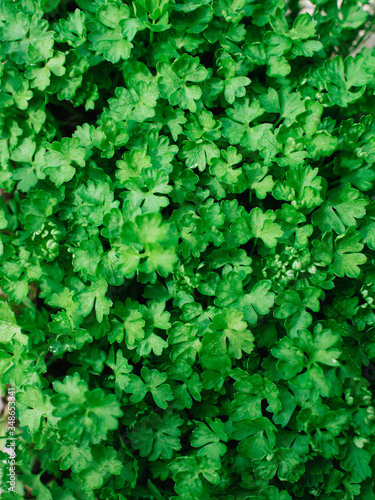 Parsley! Sprouts of parsley. image with selected focus
