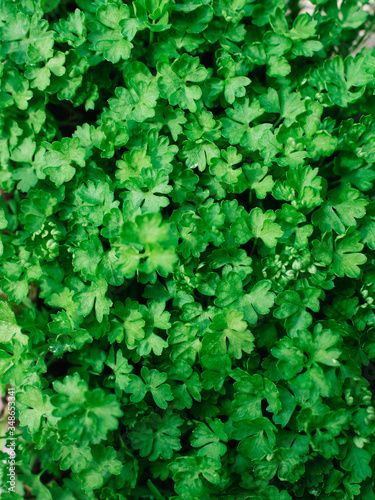 Parsley! Sprouts of parsley.  image with selected focus