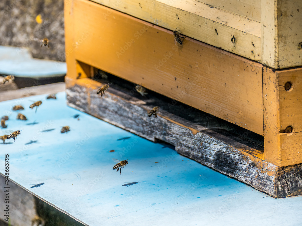 Bienen im Anflug auf Bienenkasten