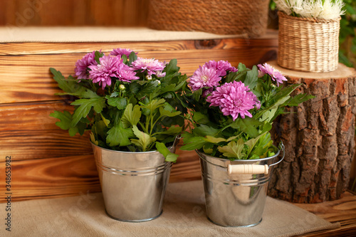 Bouquet chrysanthemums growing in pot in terrace. Potted chrysanthemum on back autumn yard garden. Pink house flowers in pots on balcony. Autumn decorations. Copy space. Gardening concept. Daisies