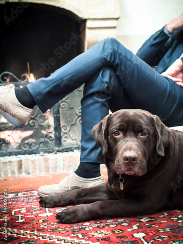 dog. Labrador. image with selected focus