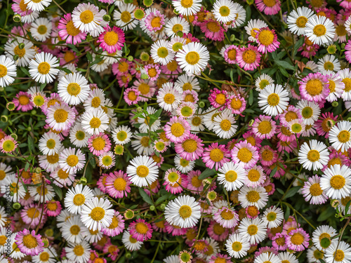 Pink and white wild daisies, spring flower background, Devon, UK. Erigeron karvinskianus aka Mexican fleabane.