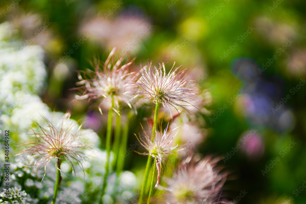 pasque flower in bloom; spring is here pasque flower in bloom; spring is here