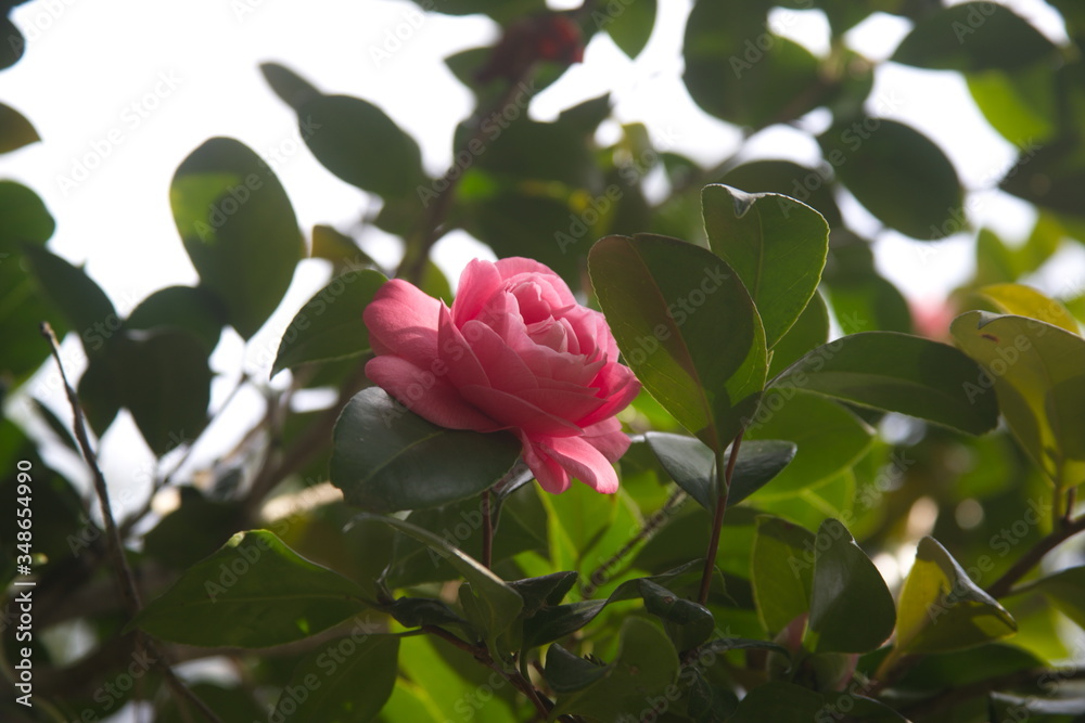 pink rose in garden pink rose in garden