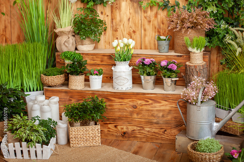 The interior of spring yard. Patio of a wooden house with green plants in pots. Gardening on steps of house. Rustic terrace. Country house veranda in spring decoration. Easter. Growing potted plants. 