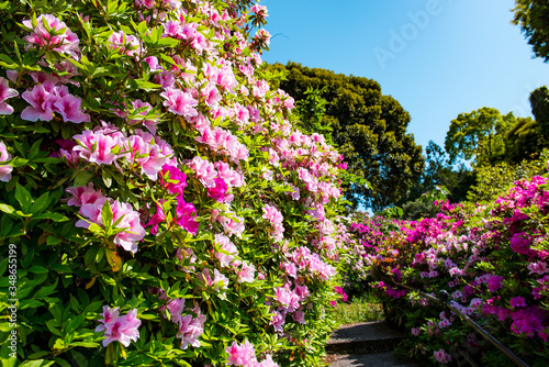 Wallpaper Mural 宝福寺山のツツジ Torontodigital.ca