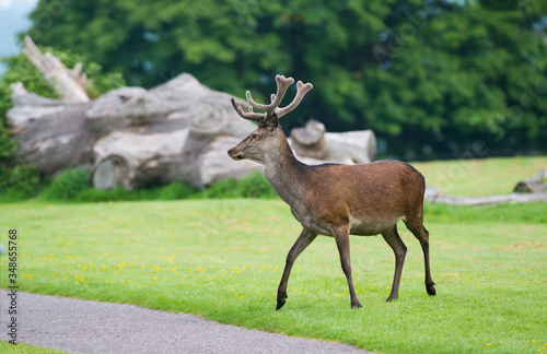 Young red deer crossing a pathway in Killarney national park  Ireland