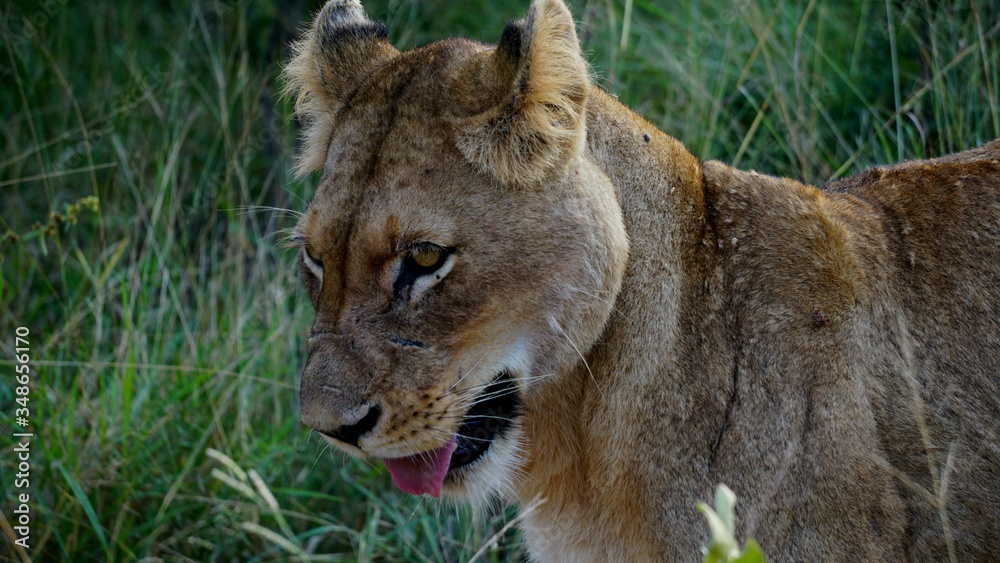 Naklejka premium lioness in the grass