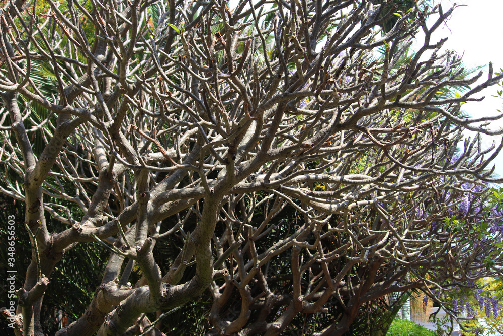 Bare branches of a frangipani tree just starting to get some leaves. Plumeria rubra. Sydney Bare branches of a frangipani tree just starting to get some leaves. Plumeria rubra. Sydney