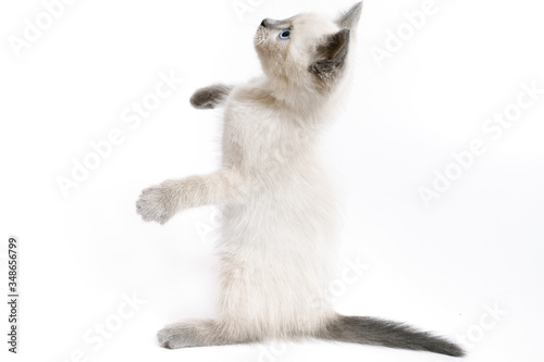 The funny white Thai kitten stands on its hind legs and looks up.