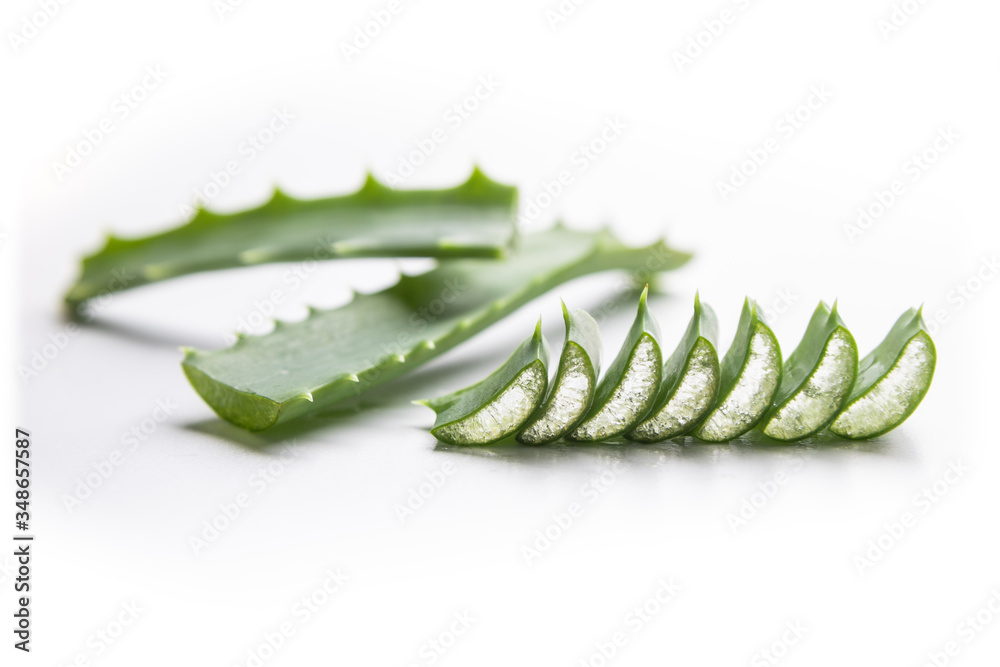 aloe vera plant on a white background aloe vera plant on a white background