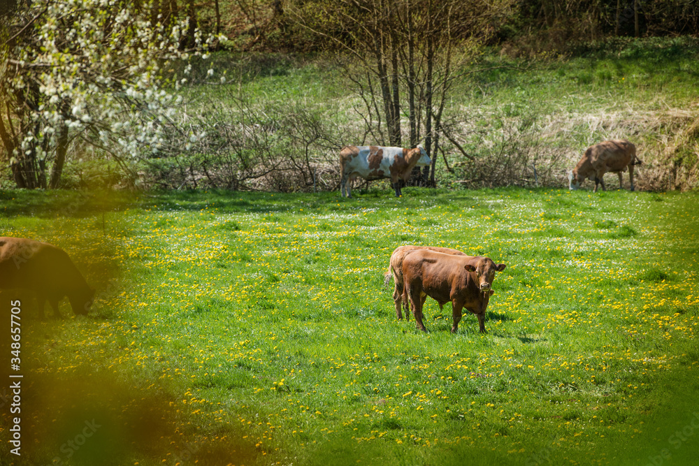 Cows in the spring pasture Cows in the spring pasture