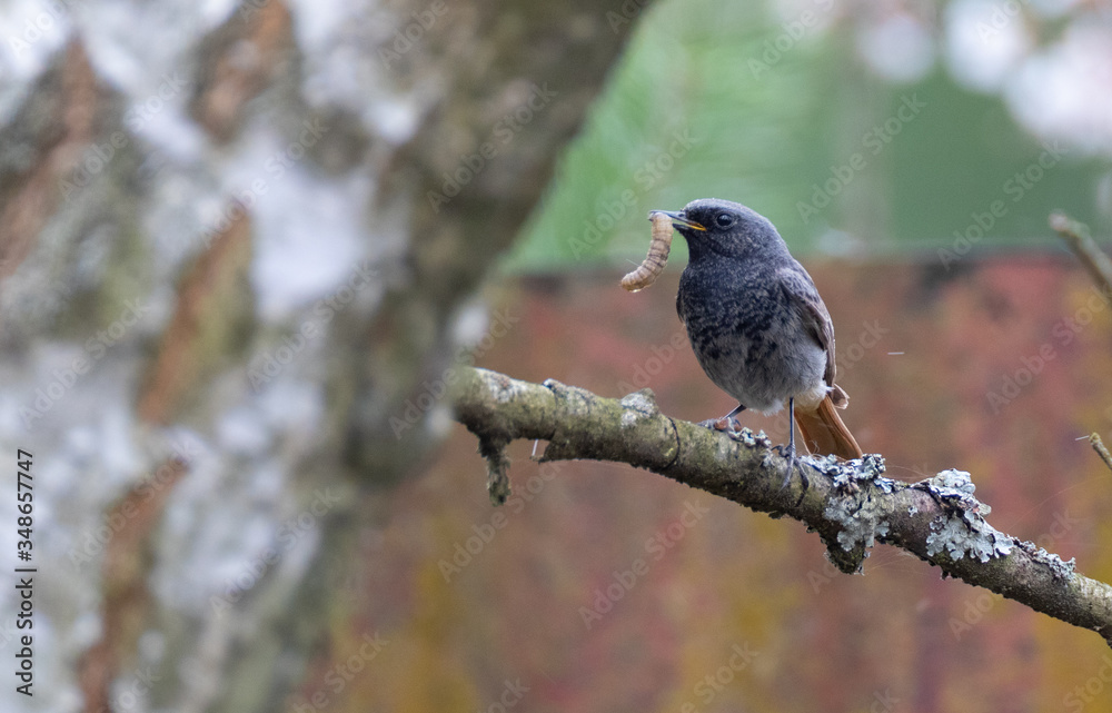 Black Redstart (Phoenicurus ochruros) with prey