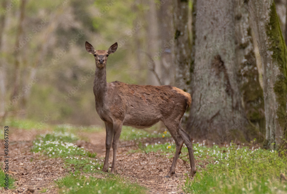 Red deer (Cervus elaphus) female in spring Red deer (Cervus elaphus) female in spring