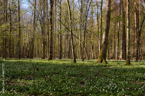 Early spring forest with flowering anemone