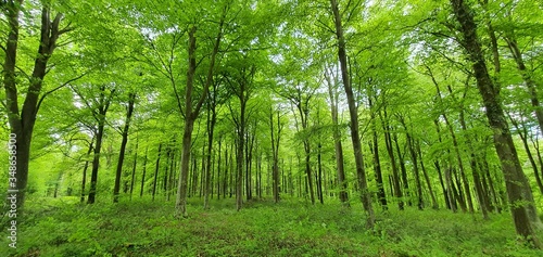 Lush green English forest in summer