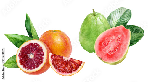 Guava blood orange composition watercolor illustration isolated on white background