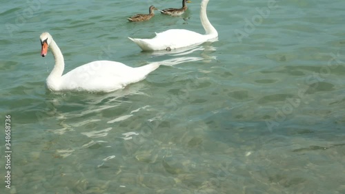 Two white swans and two ducks swim on a sea waves and drink water at sunny day. High quality footage
