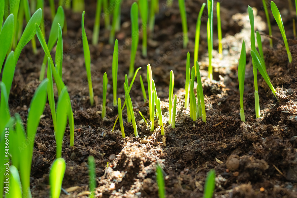 Young green plant grows in the soil. Fresh green grass. Close up. Young green plant grows in the soil. Fresh green grass. Close up.