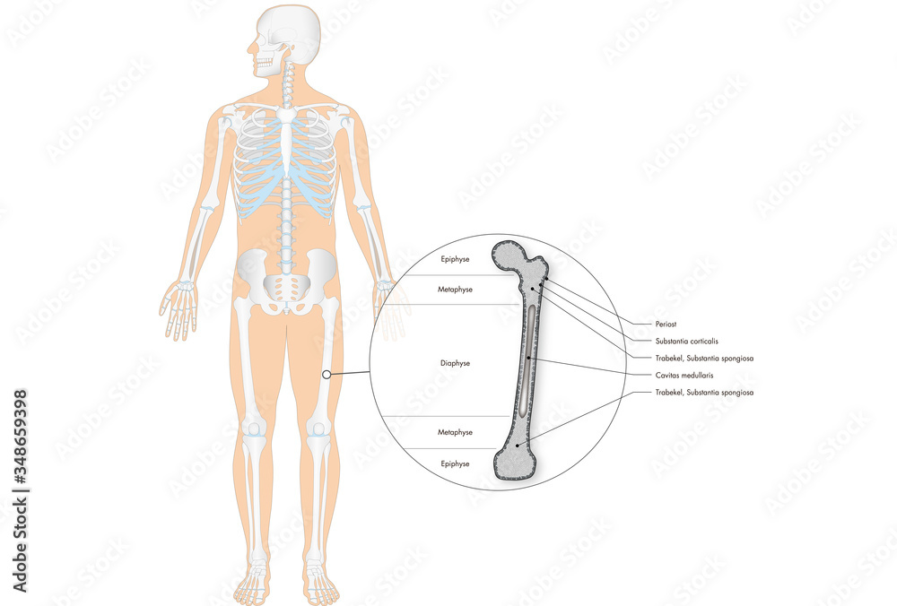 Fuß Anatomie Knochen Latein Anatomie - Skelett - Knochen - Röhrenknochen (lateinische Beschriftunge