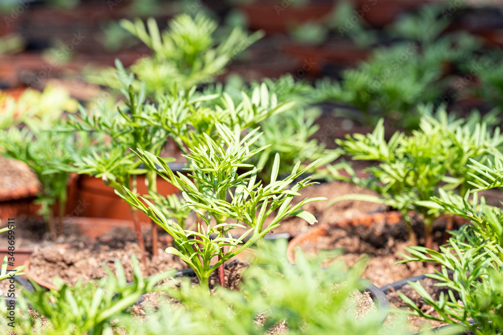 small seedling in a greenhouse in the spring small seedling in a greenhouse in the spring