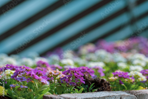 purple flowers in a garden © Silga
