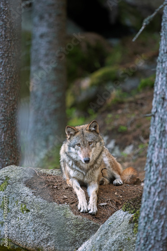 Wolf  Canis lupus  stay on the rock. Calm wolf has a rest on the rock. Hidden predator in the forest