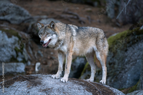 Wolf  Canis lupus  stay on the rock. Calm wolf has a rest on the rock. Hidden predator in the forest