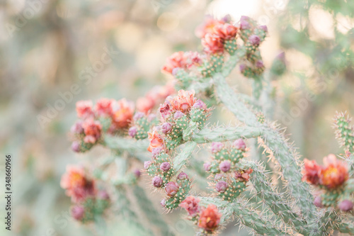 red flowers on a cholla cactus