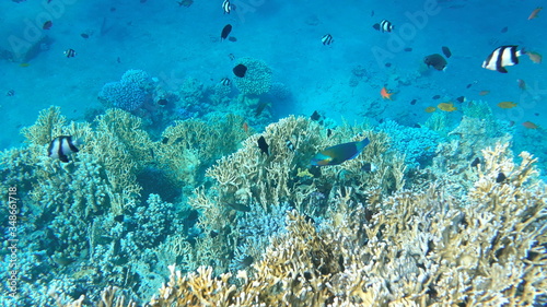 Fototapeta Naklejka Na Ścianę i Meble -  The amazing underwater world. Corals and their inhabitants. 