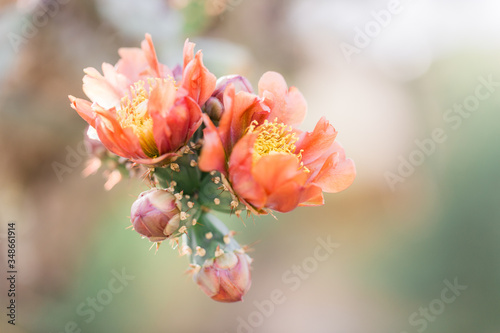 close up of a cactus flower