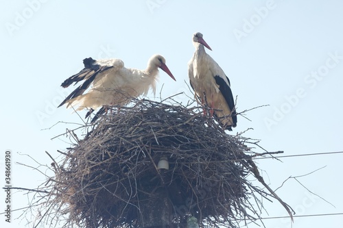 stork in nest