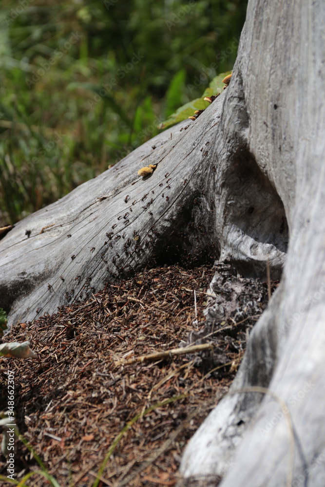 Des fournis rouges au pied d'un arbre Des fournis rouges au pied d'un arbre