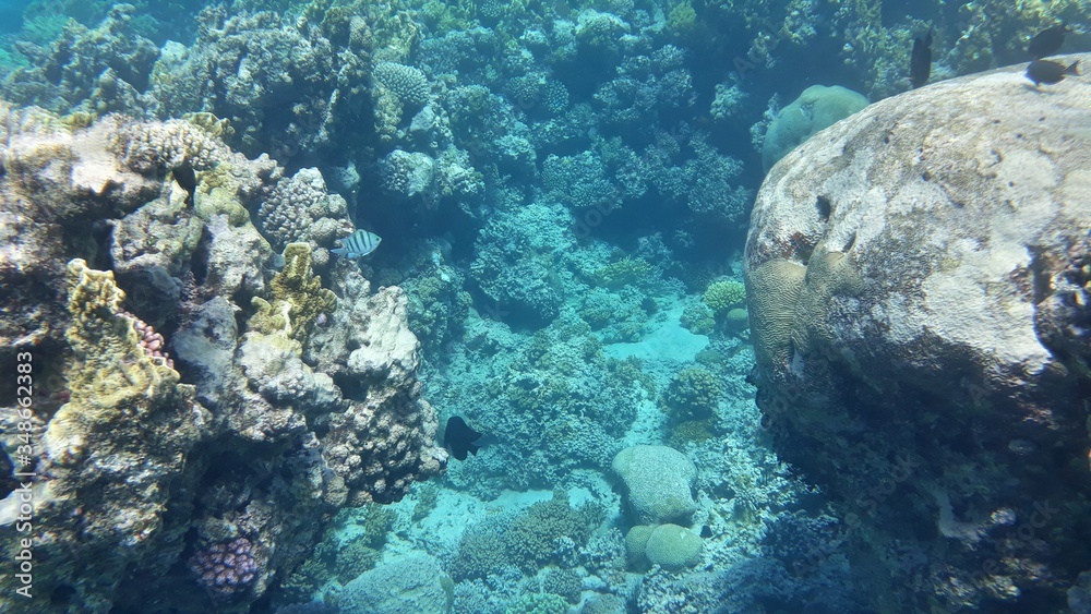 The amazing underwater world. Corals and their inhabitants. The amazing underwater world. Corals and their inhabitants.