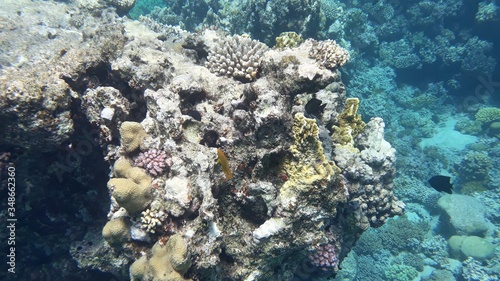 The amazing underwater world. Corals and their inhabitants. 