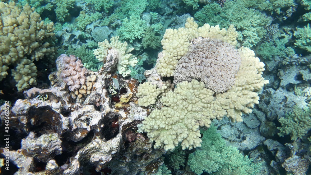 Fototapeta premium The amazing underwater world. Corals and their inhabitants. 