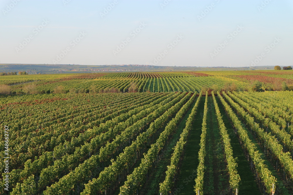 Vineyards outside the city of Bad Durkheim in Germany where the largest wine fest in the world with 600.000 visitors takes place since 1417