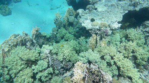 The amazing underwater world. Corals and their inhabitants. 