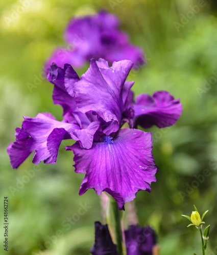 Iris germanica. Closeup of flower bearded iris "Loyalist" in garden. A plant with impressive flowers, garden decoration.