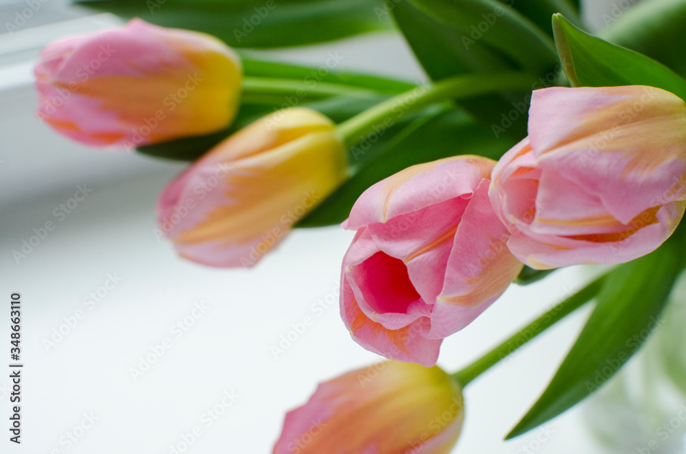 Bouquet of pink and yellow tulips on white background with blank space Bouquet of pink and yellow tulips on white background with blank space